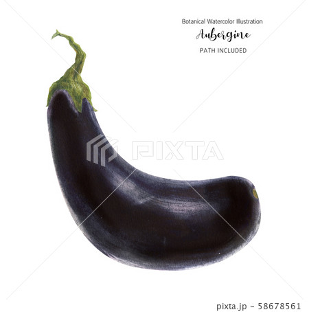 Violet eggplant, watercolor 58678561