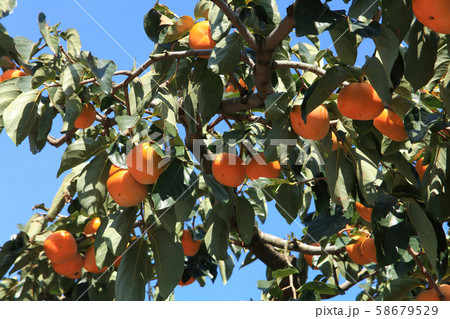 おけさ柿の木 58679529