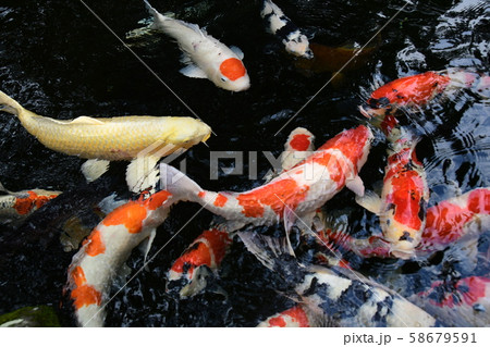 伊勢神宮　鯉 58679591