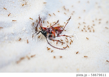 Red ants killing big insect on the sand. Deadly nature in geography. 58679611