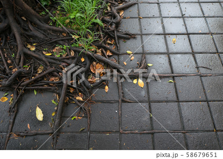 目地に沿って伸びる根 58679651
