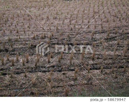 稲刈り後の田んぼ 58679947