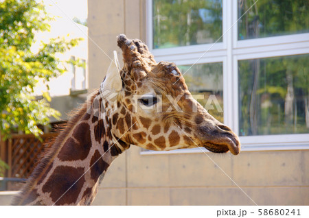 旭山動物園 アミメキリン 旭山動物園 アミメキリン 58680241