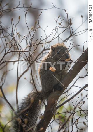 食事中のタイワンリスの写真素材