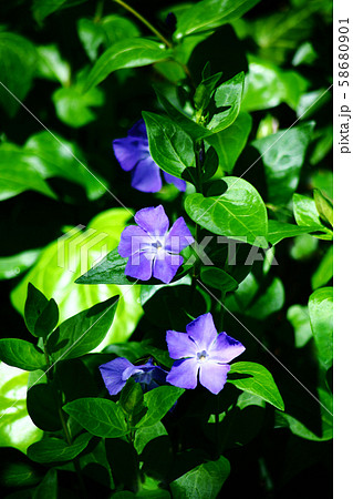 ツルニチニチソウの花 ツルニチニチソウの花 58680901