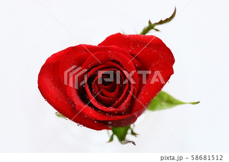 バラ 赤 マクロ 58681512