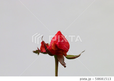 バラ 花 自然 58681513