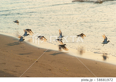 当年飛び立ち 当年飛び立ち 58681972