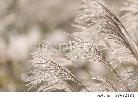 秋風になびく芒 秋風になびく芒 58682131