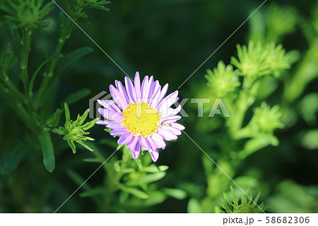 ヤマジノギク 山路野菊 の写真素材