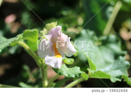 ツノゴマ(角胡麻)の花 ツノゴマ(角胡麻)の花 58682688