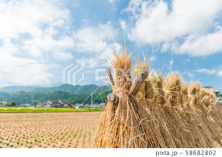 はざかけ 58682802