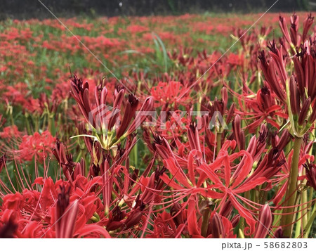 彼岸花01 58682803