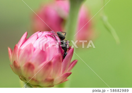 花とアリ 58682989