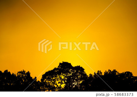 樹木と夕焼け空 樹木と夕焼け空 58683373