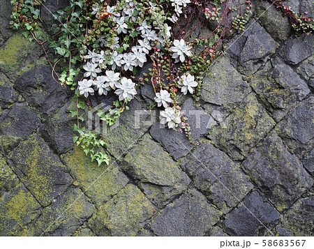 古い石積みの擁壁と植物 58683567