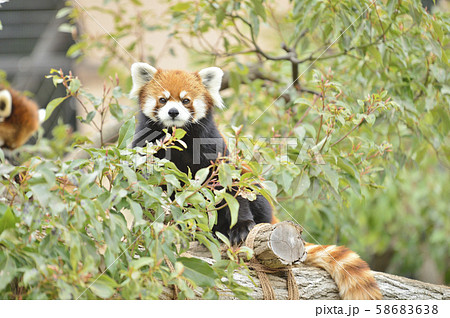 レッサーパンダ（赤パンダ） 58683638