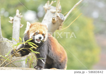 レッサーパンダ（赤パンダ） 58683642