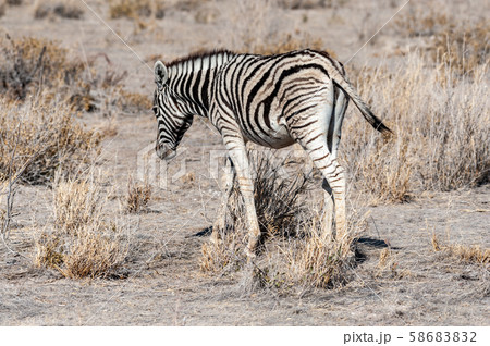 Burchell zebra -Equus quagga burchelli- Grazing on the plains of Etosha 58683832