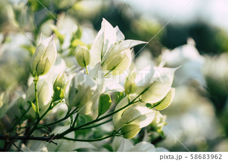 White Bougainvillea flowers  in the garden with blur background 58683962