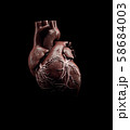 3d Illustration of Anatomy of Human Heart Isolated on black 58684003