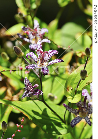 ホトトギスの花 ホトトギスの花 58684042