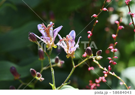 ホトトギスの花 ホトトギスの花 58684043