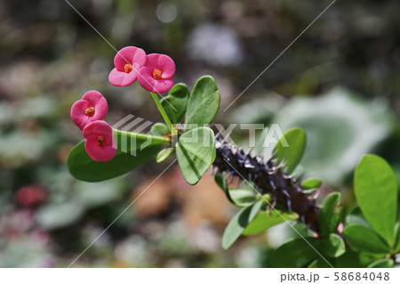 ハナキリン 58684048