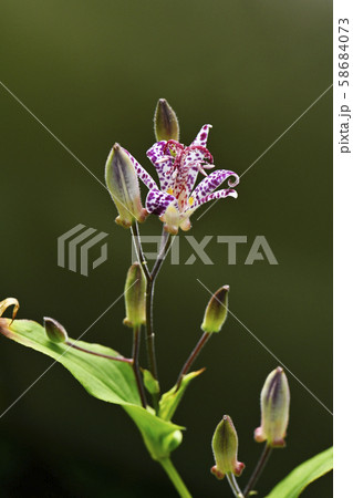 ホトトギスの花の写真素材