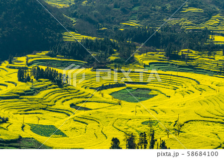 Rapeseed flowers at Snail farm Luositian Field in Luoping County, China 58684100