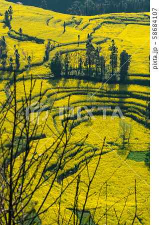 Rapeseed flowers at Snail farm Luositian Field in Luoping County, China Rapeseed flowers at Snail farm Luositian Field in Luoping County, China 58684107