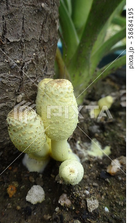 コガネキヌカラカサタケ 58684195