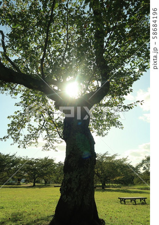 木漏れ日 58684196