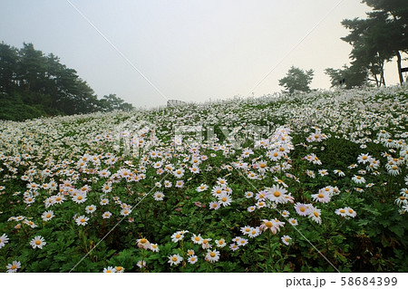グジョルチョ 秋 花畑 58684399