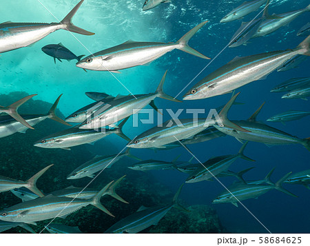 ツムブリの群れ 58684625