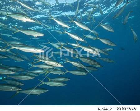 ツムブリの群れ 58684626