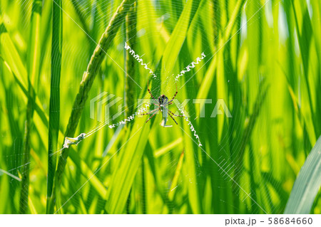 Yellow striped spider outside in nature in her spider web.  58684660