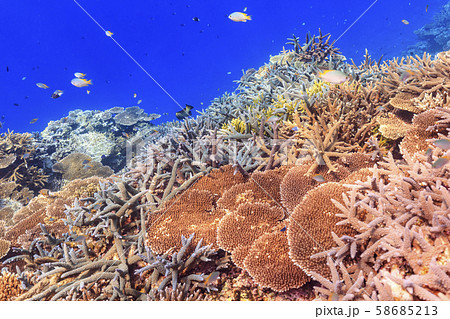 西表島ダイビング - 美しい枝サンゴの群れ 58685213