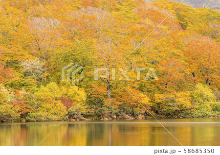 秋色 栗駒 須川湖の紅葉 秋色 栗駒 須川湖の紅葉 58685350