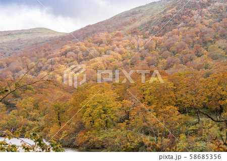 秋色 栗駒 須川湖の紅葉 秋色 栗駒 須川湖の紅葉 58685356