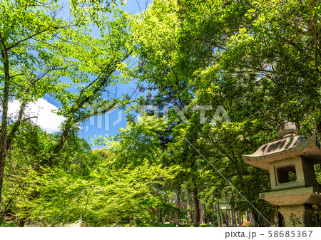 大原野神社参道 58685367