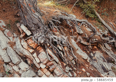 Old pine tree with open roots in stones Old pine tree with open roots in stones 58685459