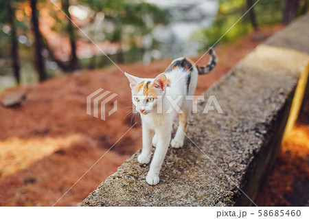 Street curious white cat walking in park 58685460