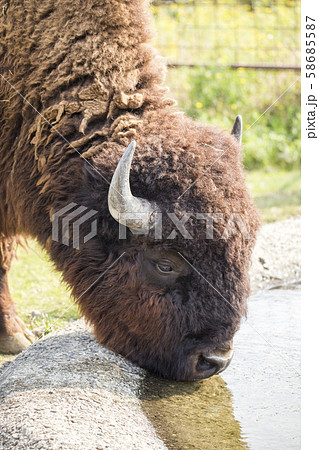 バイソン バイソン 58685587