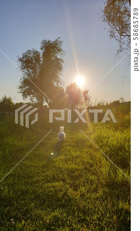 犬 子犬 夕焼け 58685789
