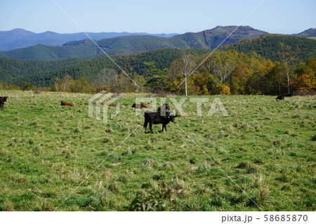 早坂高原の放牧場 58685870