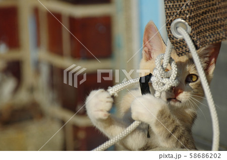 可愛い猫ちゃん 58686202