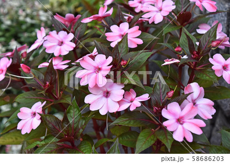 サンパチェンス サンパチェンス 58686203