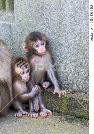 仲良し猿 仲良し猿 58686262