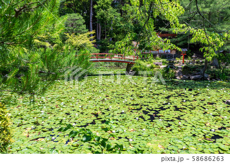 鯉沢の池 大原野神社 58686263
